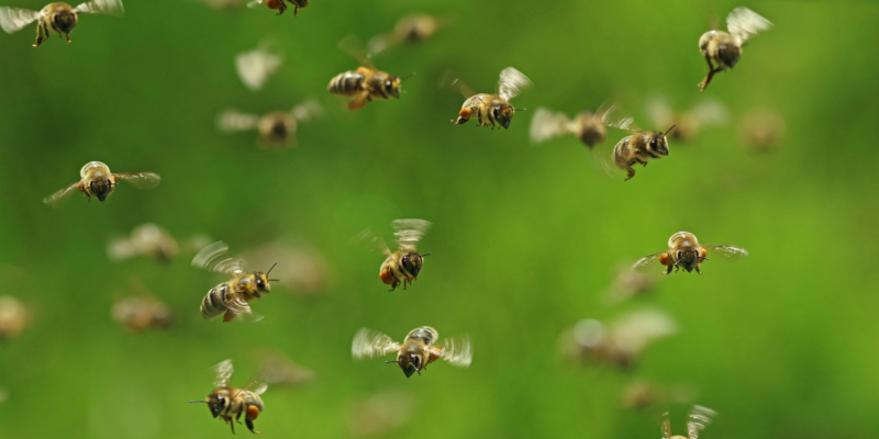 some important points you should know about bee swarms