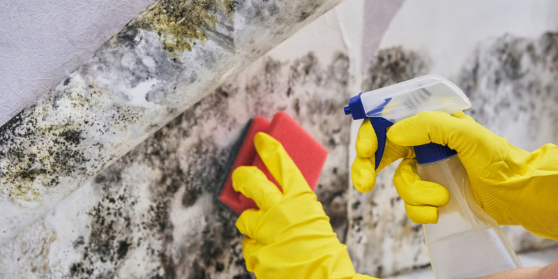 ways you can try DIY mold removal & remediation at home