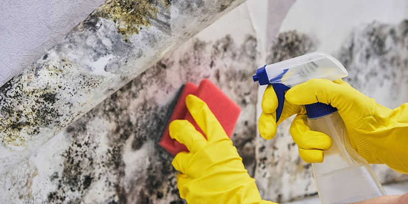 4 Signs It’s Time to Call a Mold Removal Services Company 
