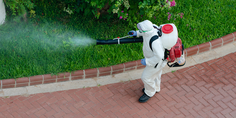 4 Pests You Can Call an Exterminator For