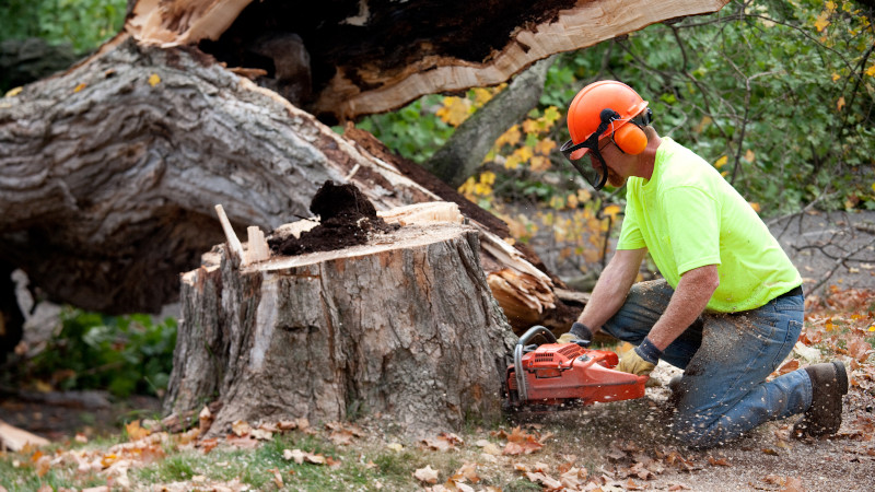 4 Benefits of Hiring the Best Tree Services Contractor