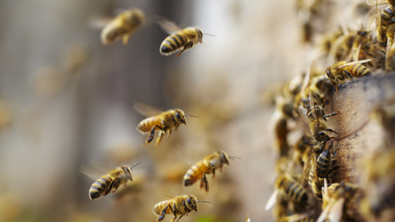 3 Facts About Bee Relocation That Will Have You Buzzing