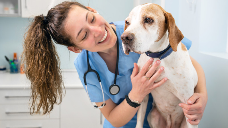 3 Ways to Choose the Right Veterinary Equipment for Your Practice