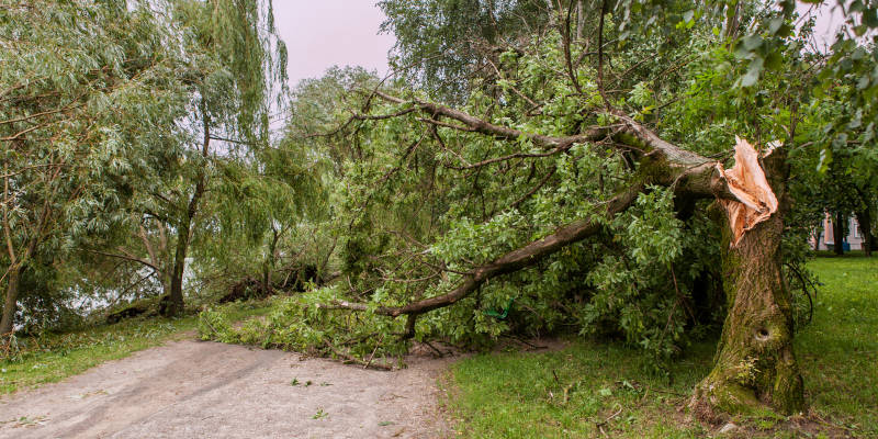 Tree Services: What the Storm Cleanup Process Entails
