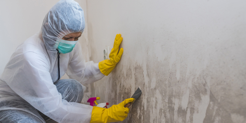 Mold Removal: How to Prepare Your Home