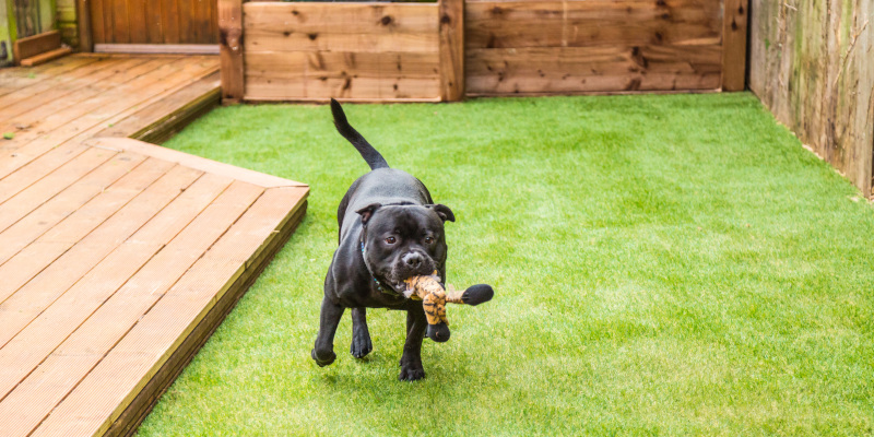 6 Benefits of Artificial Grass for Dogs