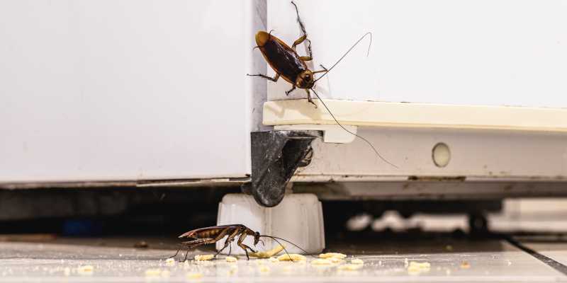4 Signs You Need Pest Control