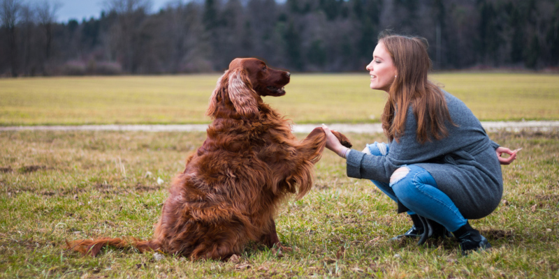 some things that you should know about dog training