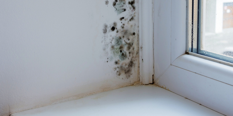 you also may find that you have to use mold removal products 