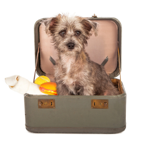 dog boarding might just be right for you