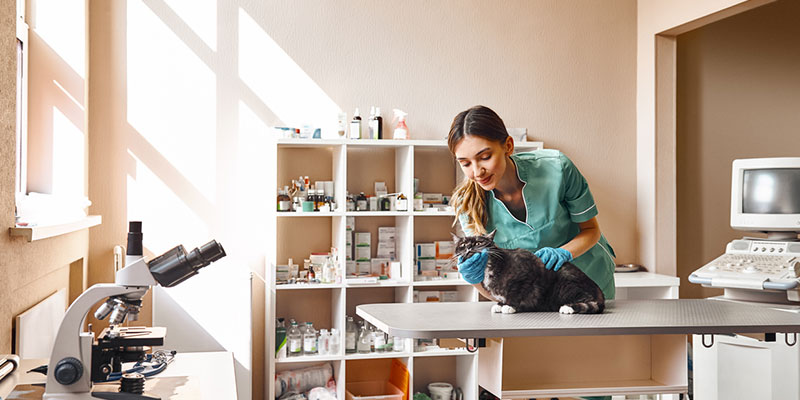 How to Purchase the Right Veterinary Equipment for a Successful Business