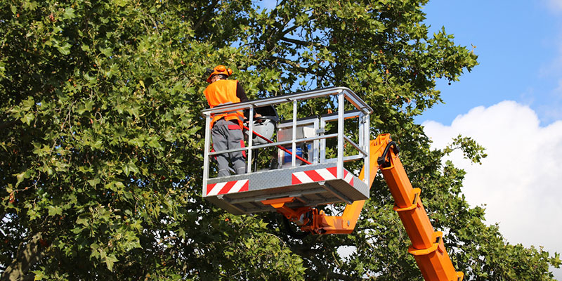 Benefits of Hiring a Reputable Tree Services Company for Your Property