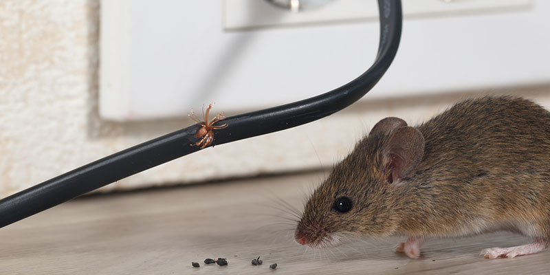 Factors to Consider While Looking for the Right Rodent Control Company