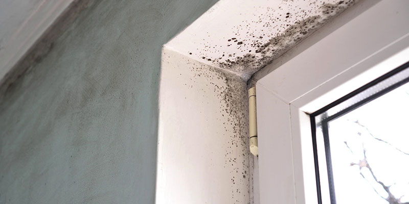 5 Signs It’s Time for Mold Remediation