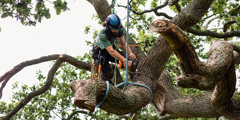 Factors to Consider While Picking the Best Tree Care Contractor