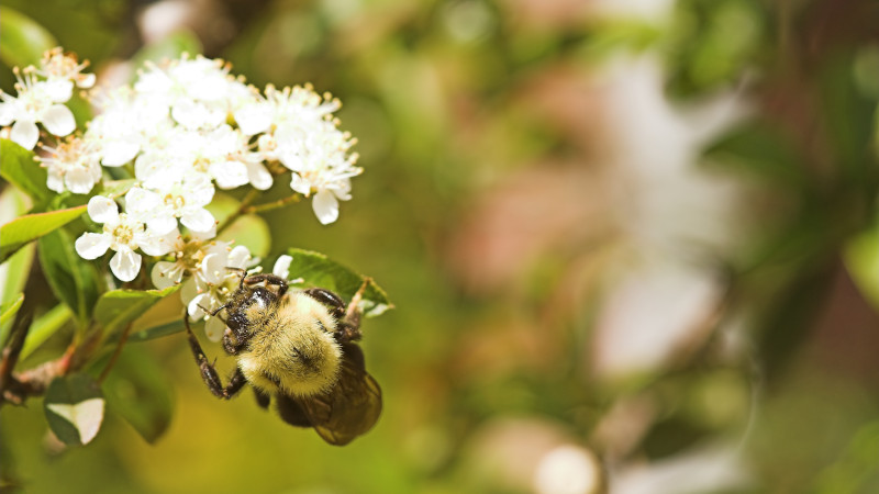 Why You Should Avoid Doing Bee Removal Yourself