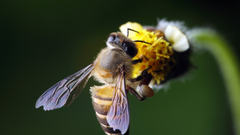 4 Reasons to Choose Bee Removal Instead of Extermination