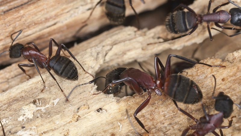 Carpenter Ant Control: 5 Things to Keep in Mind