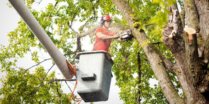 Top Benefits of Hiring Professional Tree Services for Your Property