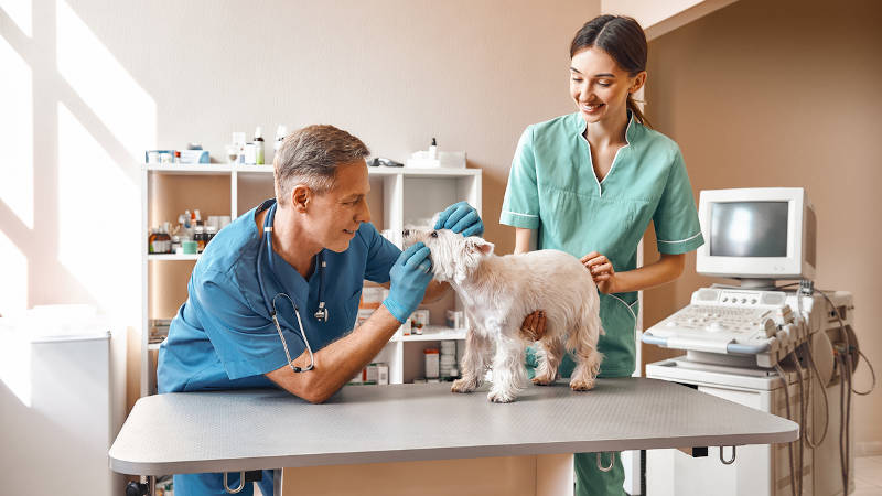 3 Things to Consider When Purchasing Your Veterinary Equipment