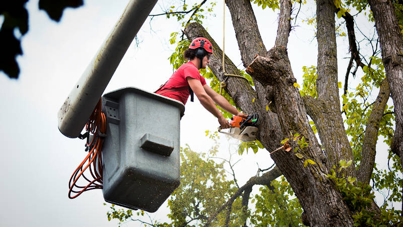 Get Professional Tree Services to Keep Your Trees Looking Great