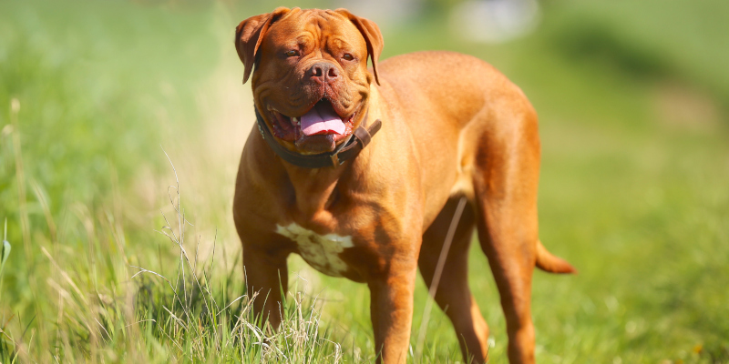 Dog Breeds Not Often Covered by Homeowners Insurance