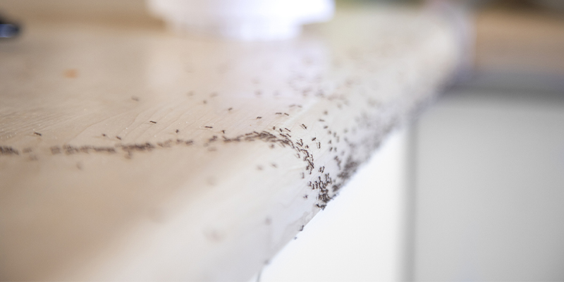 How to Keep Bugs Out of Your Home