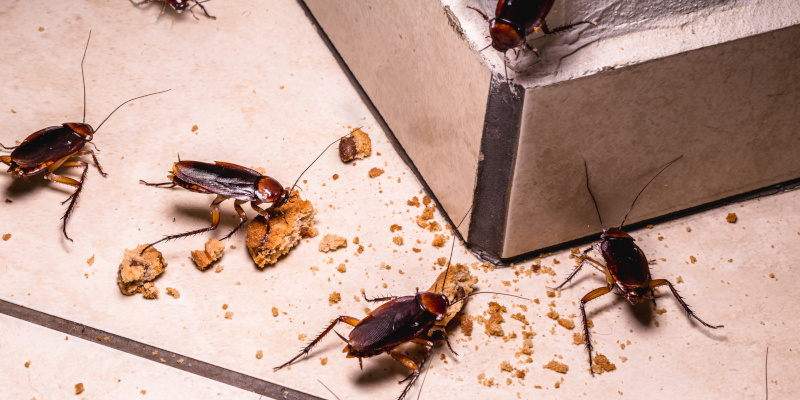 3 Signs You May Need Insect & Pest Control Services